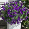3 Pétunias mouchetés Nuit étoilée - La fleur ciel étoilé