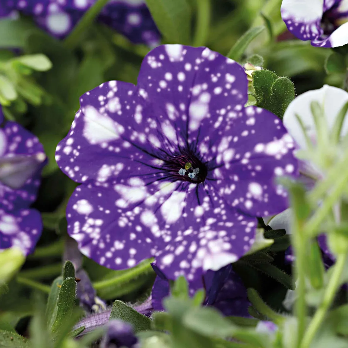 3 Pétunias mouchetés Nuit étoilée - La fleur ciel étoilé