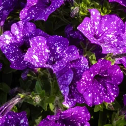 3 Pétunias mouchetés Nuit étoilée - La fleur ciel étoilé