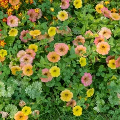 3 Pétunias retombants jaunes roses - Cascade de couleurs assurée