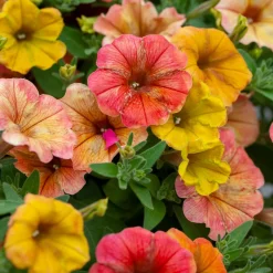 3 Pétunias retombants jaunes roses - Cascade de couleurs assurée