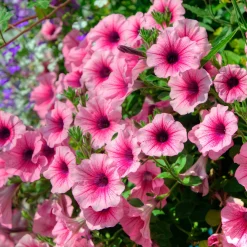 3 Pétunias retombants roses - Cascade de fleurs roses