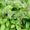 Pulmonaire Mrs Moon - L'ombre enfin fleurie