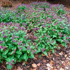 Pulmonaire officinale - Le tapis fleuri de l'ombre