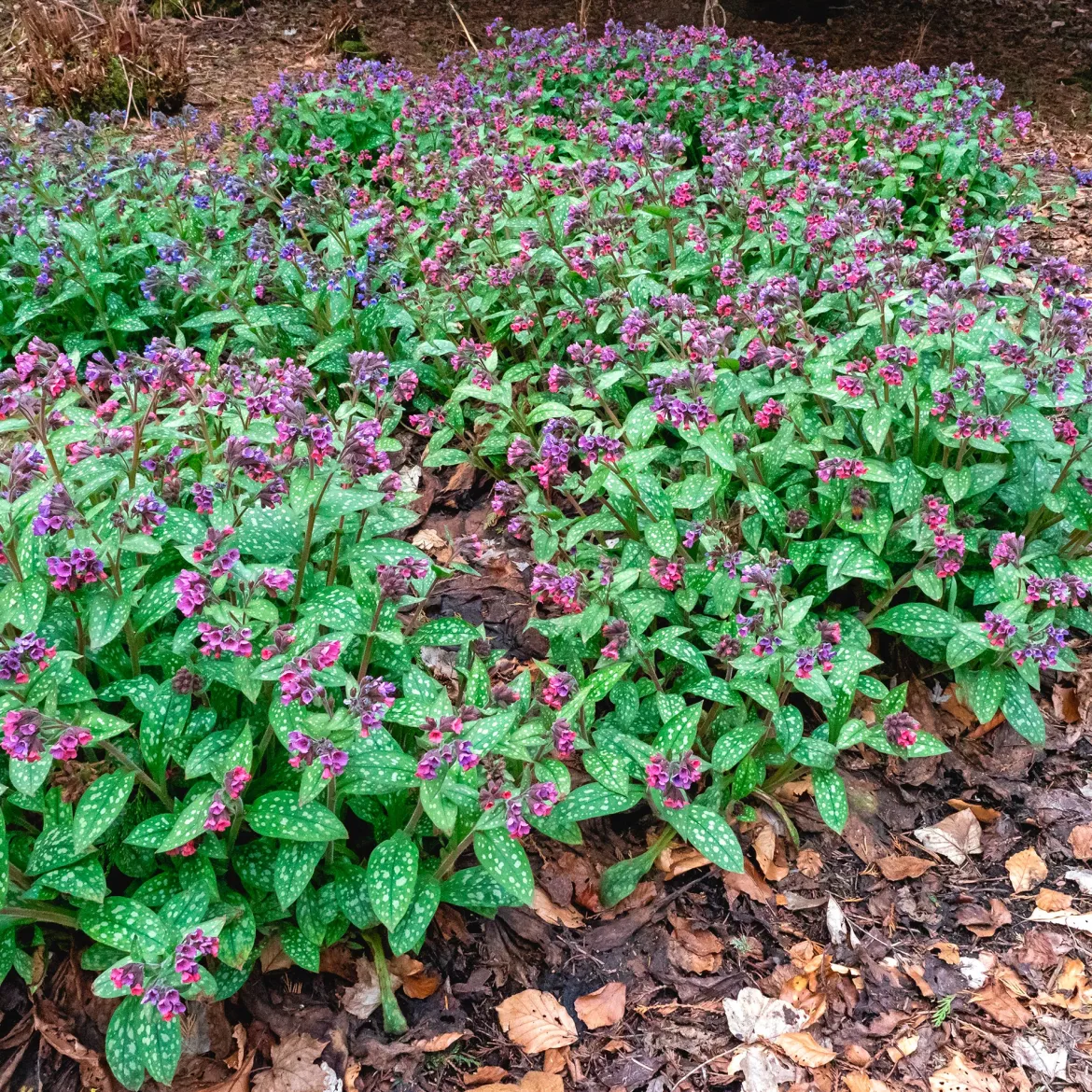 Pulmonaire officinale - Le tapis fleuri de l'ombre