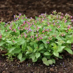Pulmonaire officinale - Le tapis fleuri de l'ombre
