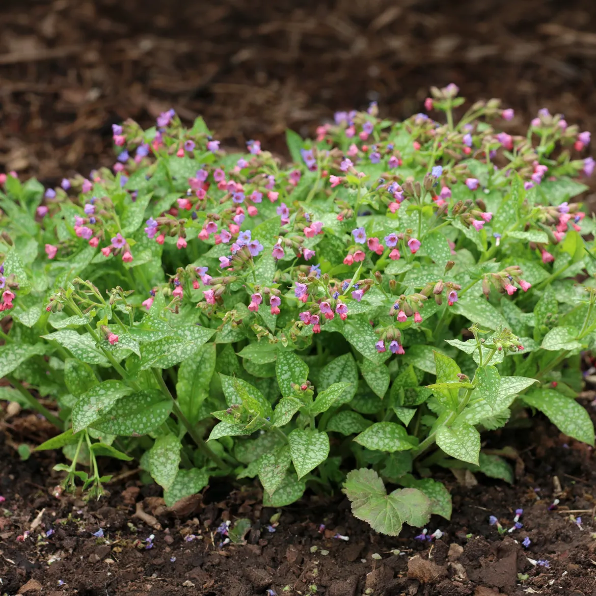 Pulmonaire officinale - Le tapis fleuri de l'ombre