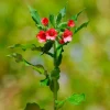 Pulmonaire rouge - L'ombre enfin fleurie
