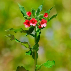 Pulmonaire rouge - L'ombre enfin fleurie