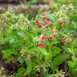 Pulmonaire rouge - L'ombre enfin fleurie
