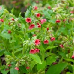 Pulmonaire rouge - L'ombre enfin fleurie