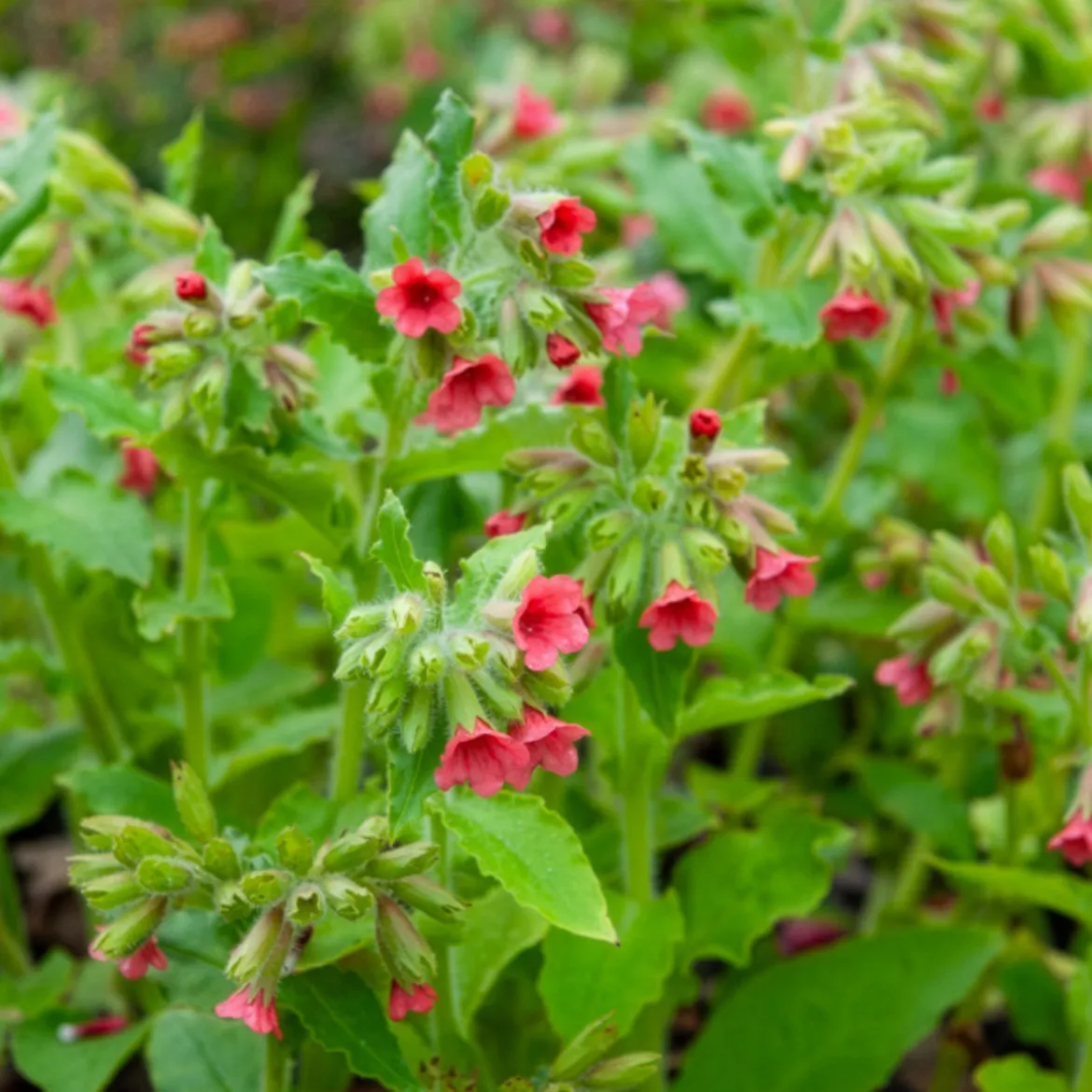 Pulmonaire rouge - L'ombre enfin fleurie