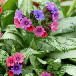 Pulmonaire Silver Bouquet - Le coin d'ombre enfin illuminé