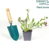 Pulmonaria 'Raspberry Splash' - L'ombre prend des couleurs