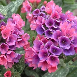 Pulmonaria 'Raspberry Splash' - L'ombre prend des couleurs