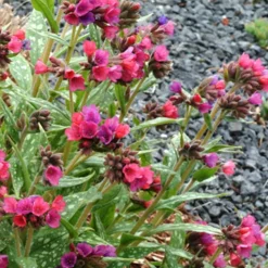 Pulmonaria 'Raspberry Splash' - L'ombre prend des couleurs