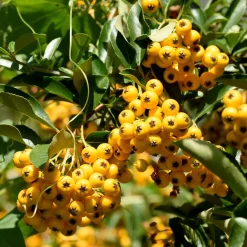 3 Pyracantha jaune - Une haie infranchissable