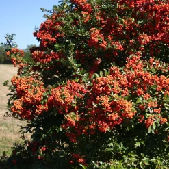 3 Pyracantha Saphyr rouge - Une haie qui se défend seule