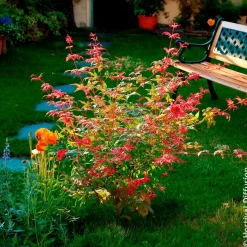 Érable du Japon Deshojo - Un feu rouge dès le printemps