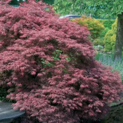 Érable du Japon 'Dissectum Garnet' - Feuillage rouge dentelle