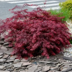 Érable du Japon 'Dissectum Garnet' - Feuillage rouge dentelle