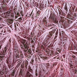 Érable du Japon 'Dissectum Garnet' - Feuillage rouge dentelle
