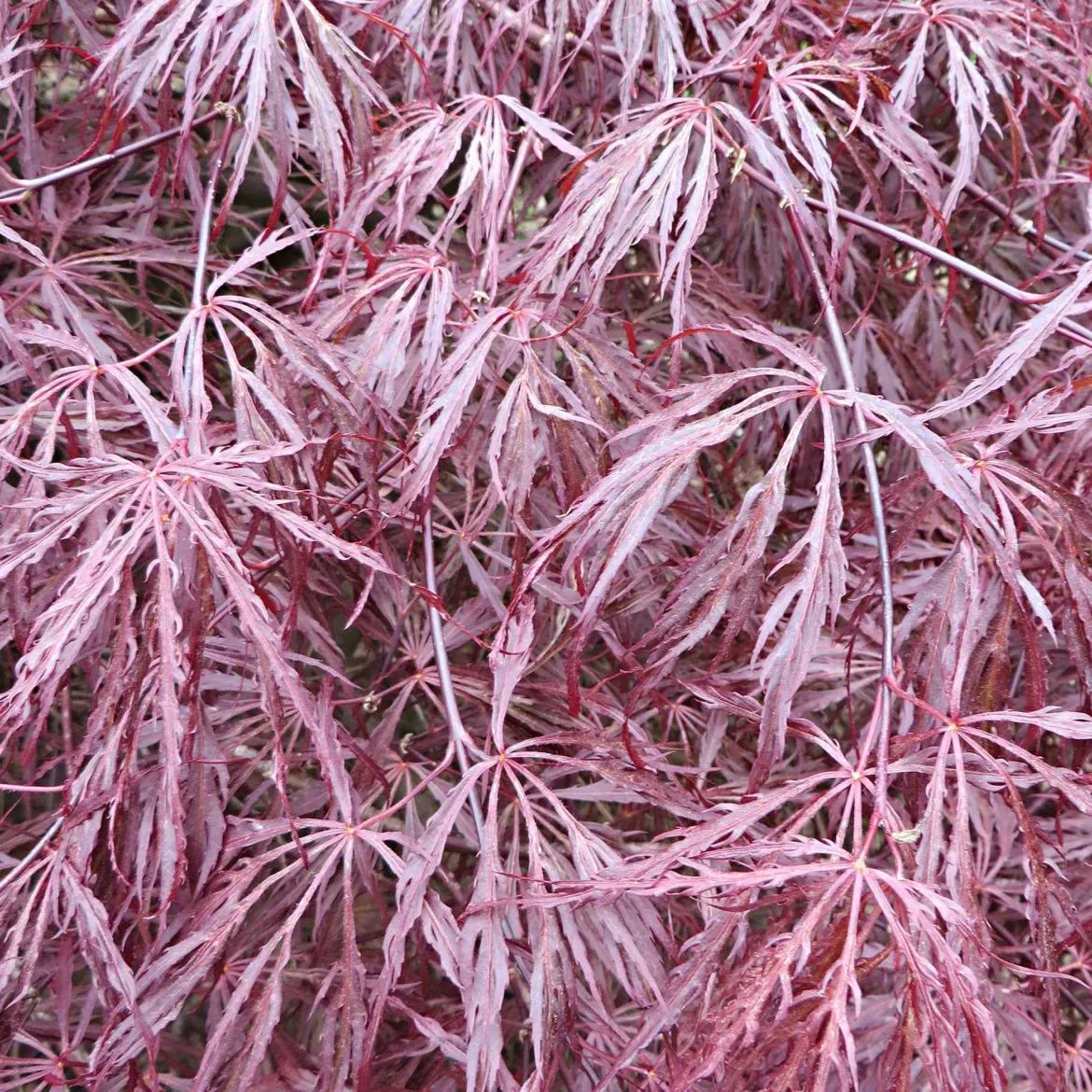 Érable du Japon 'Dissectum Garnet' - Feuillage rouge dentelle