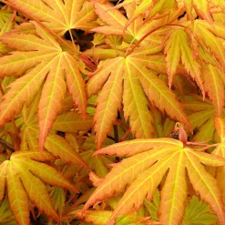 Érable du Japon 'Orange Dream' - Le feu orange au jardin