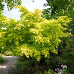 Érable du Japon 'Orange Dream' - Le feu orange au jardin