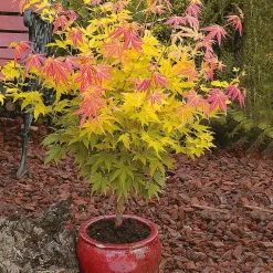 Érable du Japon 'Orange Dream' - Le feu orange au jardin