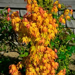 Érable du Japon 'Orange Dream' - Le feu orange au jardin