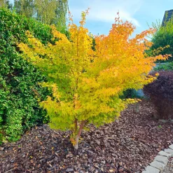 Érable du Japon 'Orange Dream' - Le feu orange au jardin