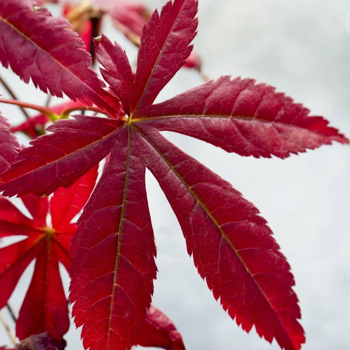 Érable du Japon pourpre - Le rouge qui change tout