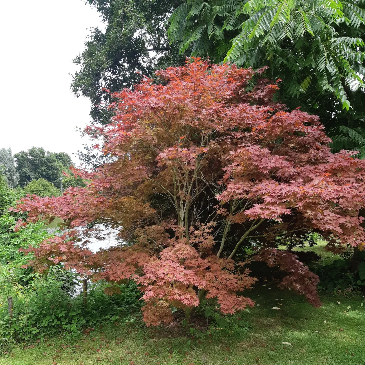 Érable du Japon pourpre - Le rouge qui change tout