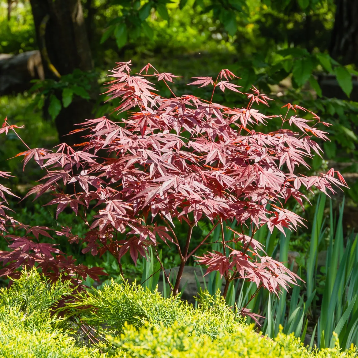 Érable du Japon pourpre - Le rouge qui change tout