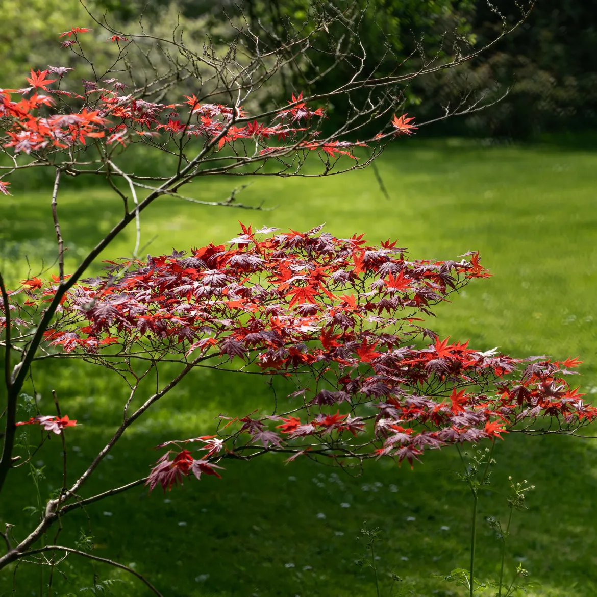 Érable du Japon pourpre - Le rouge qui change tout