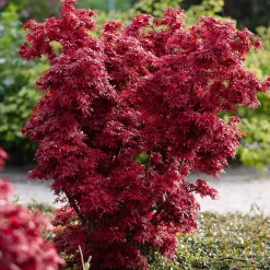 Érable du Japon 'Shaina' - Le rouge éclatant en pot