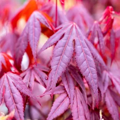Érable du Japon 'Shaina' - Le rouge éclatant en pot