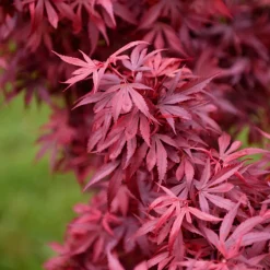 Érable du Japon 'Shaina' - Le rouge éclatant en pot