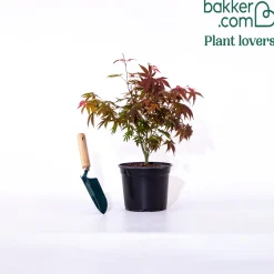 Érable du Japon 'Shaina' - Le rouge éclatant en pot