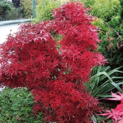 Érable du Japon 'Shaina' - Le rouge éclatant en pot