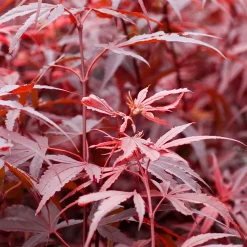Érable du Japon 'Shaina' - Le rouge éclatant en pot