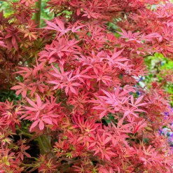 Érable du Japon 'Shaina' - Le rouge éclatant en pot