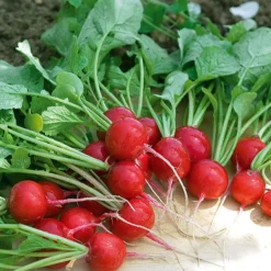 Radis Cerise - Croquant en 25 jours