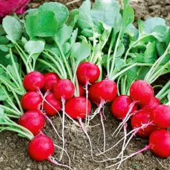 Radis Cerise - Croquant en 25 jours