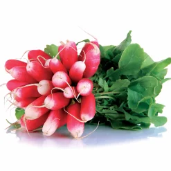 Radis De 18 jours demi-long Bio - Croquant en 18 jours
