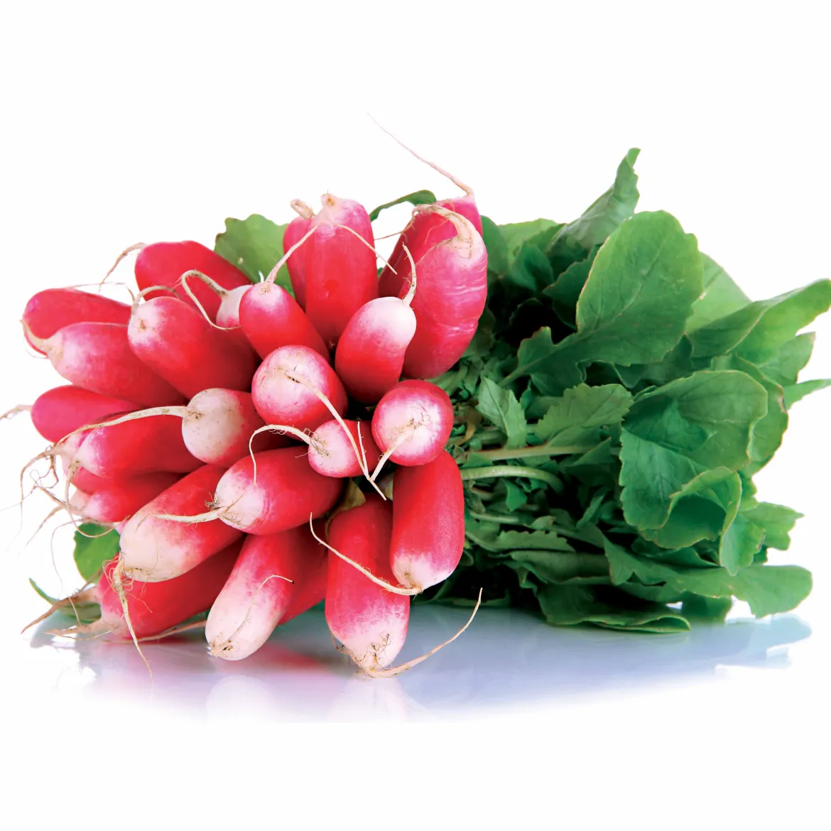 Radis De 18 jours demi-long Bio - Croquant en 18 jours
