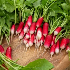 Radis De 18 jours demi-long Bio - Croquant en 18 jours