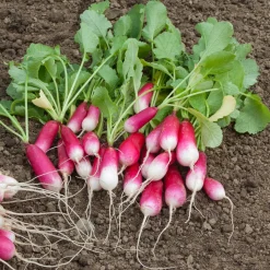 Radis De 18 jours 1/2 long (ruban) - Croquant en 18 jours