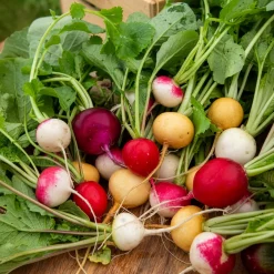 Radis en mélange coloré - Des radis prêts en un mois